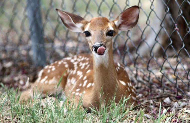 Oh Deer